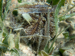Tripneustes ventricosus