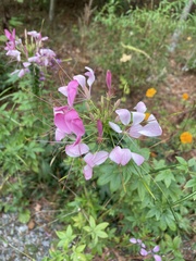 Cleome houtteana