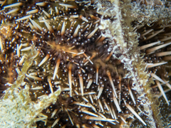 Tripneustes ventricosus
