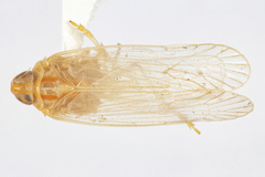 Haplaxius dolon