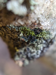 Phaeophyscia ciliata