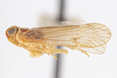 Haplaxius frontalis