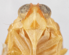 Haplaxius frontalis