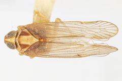 Haplaxius frontalis