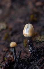 Holwaya mucida