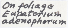 Haplaxius frontalis