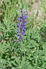 Lupinus prunophilus