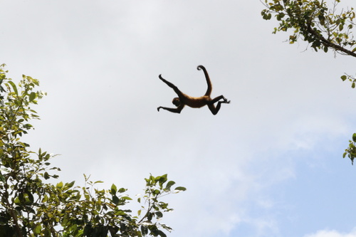 Central American Spider Monkey, photo 7 of 10