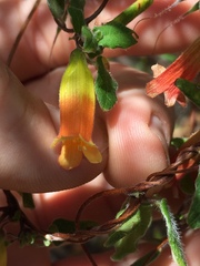 Marianthus bignoniaceus