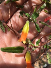 Marianthus bignoniaceus