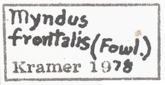 Haplaxius frontalis