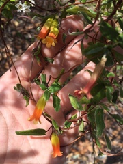 Marianthus bignoniaceus