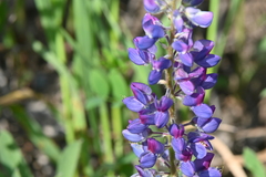 Lupinus prunophilus