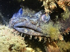 Batrachomoeus dubius