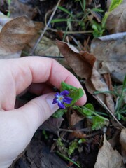 Viola