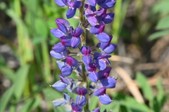 Lupinus prunophilus