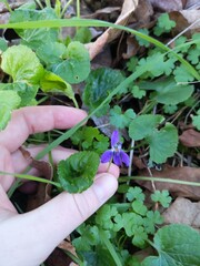 Viola
