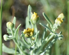 Picradeniopsis oppositifolia