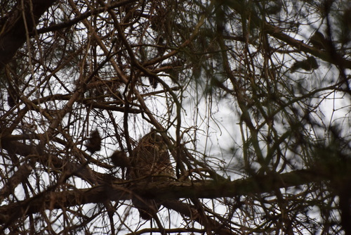 Great Horned Owl photographed in Delaware