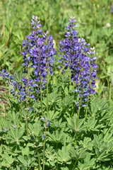 Lupinus prunophilus