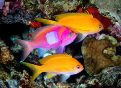 Pseudanthias pleurotaenia