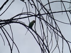 Psittacula longicauda