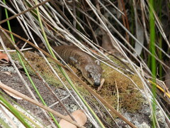 Cyclodomorphus gerrardii