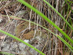 Cyclodomorphus gerrardii