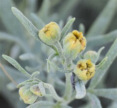 Picradeniopsis oppositifolia