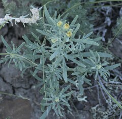 Picradeniopsis oppositifolia