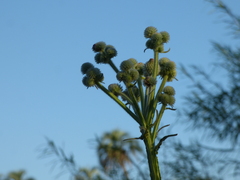 Stenachaenium macrocephalum