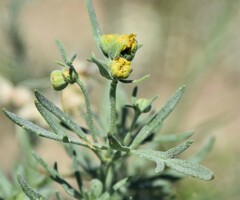 Picradeniopsis oppositifolia