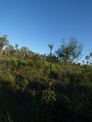 Stenachaenium macrocephalum