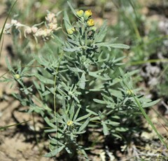 Picradeniopsis oppositifolia