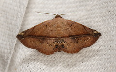 Eublemma abrupta