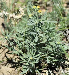 Picradeniopsis oppositifolia