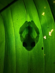 Centrolenidae