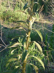 Stenachaenium macrocephalum