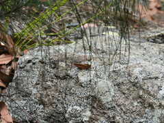 Goniaea australasiae