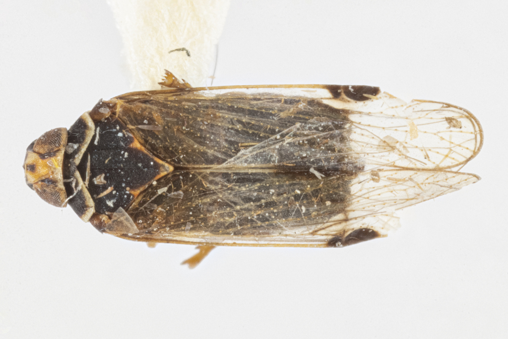 Haplaxius gomphos