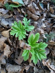 Heracleum maximum