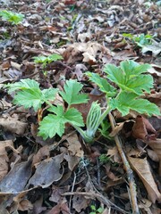 Heracleum maximum