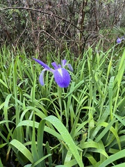 Iris savannarum
