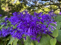 Plectranthus ecklonii