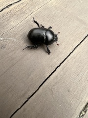 Geotrupes blackburnii