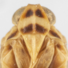 Haplaxius laevis