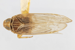 Haplaxius laevis