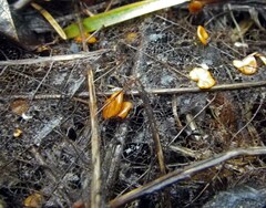 Macrotyphula phacorrhiza