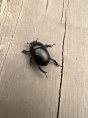 Geotrupes blackburnii