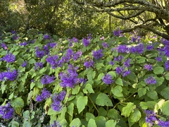 Plectranthus ecklonii